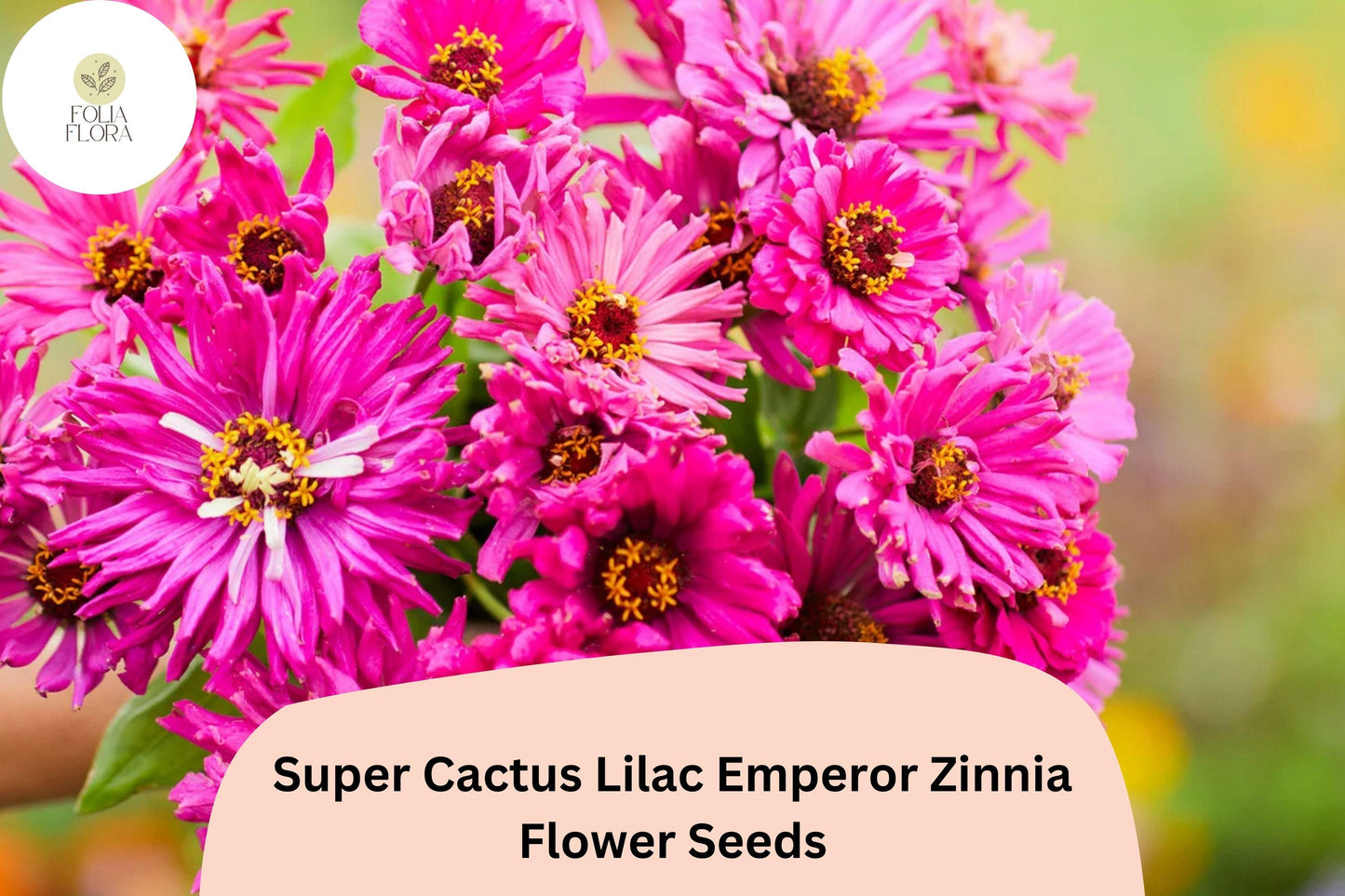 Super Cactus Lilac Zinnia Seeds - 100+ Non-GMO Zinnia elegans, Large Frilled Blooms, Attracts Pollinators, Easy to Grow