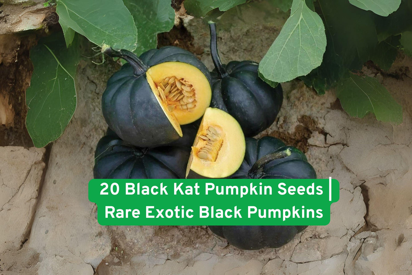 Black Kat Pumpkin Seeds - 20 Non-GMO Rare Black Pumpkin Seeds for Planting - Unique Fall Decor - Cucurbita pepo