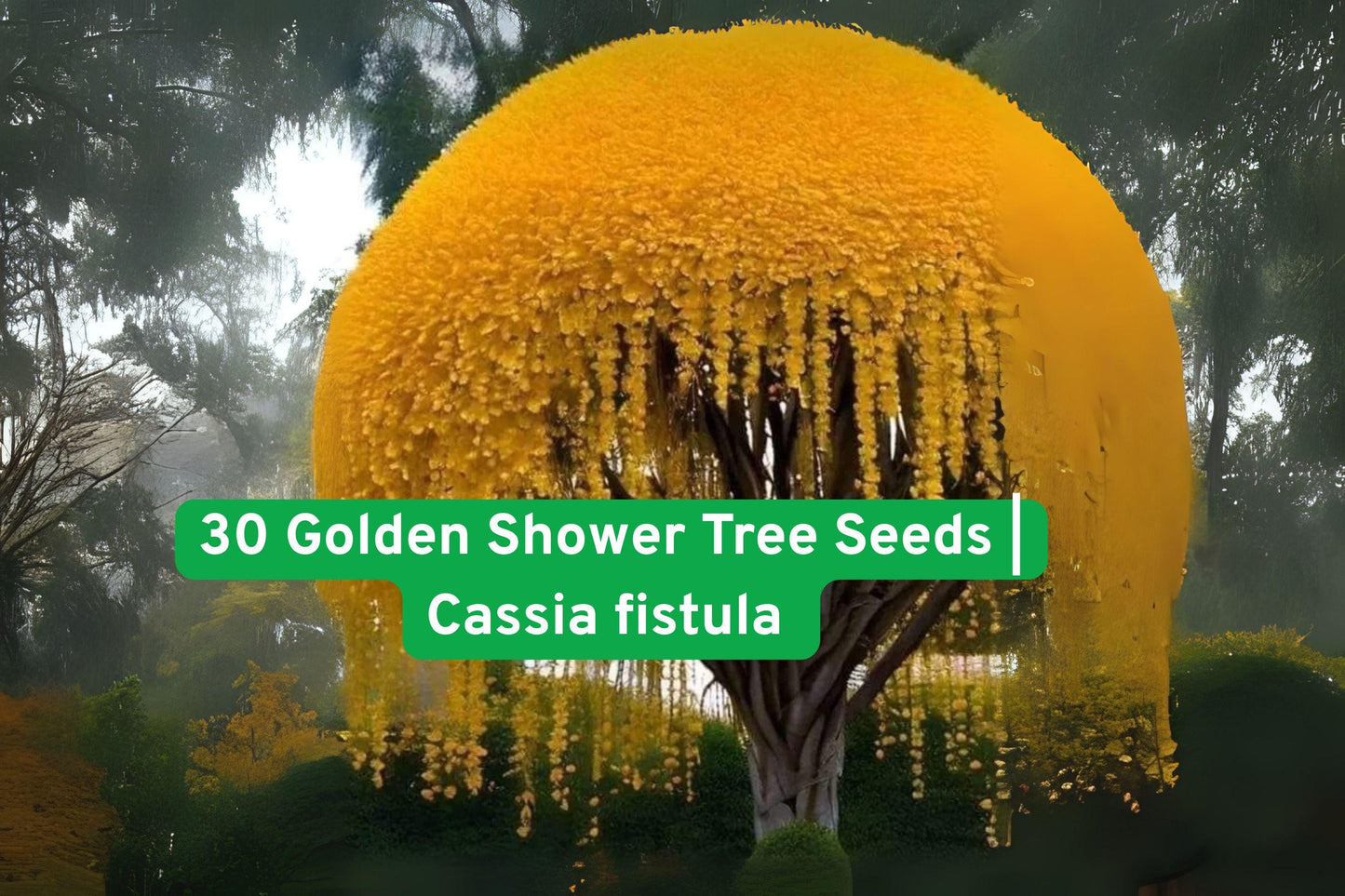 Golden Shower Tree Seeds - 30 Non-GMO Cassia fistula, Yellow Flowering Ornamental Seeds for Tropical Gardens