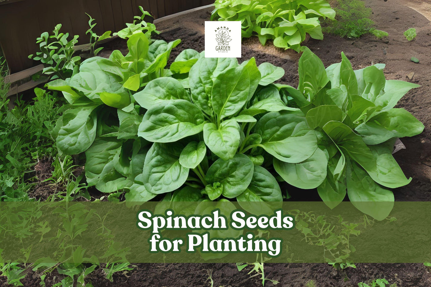 Space Hybrid Spinach Seeds - 200+ Fast Growing Nutritious Greens - Spinacia oleracea - Ideal for Salads & Smoothies