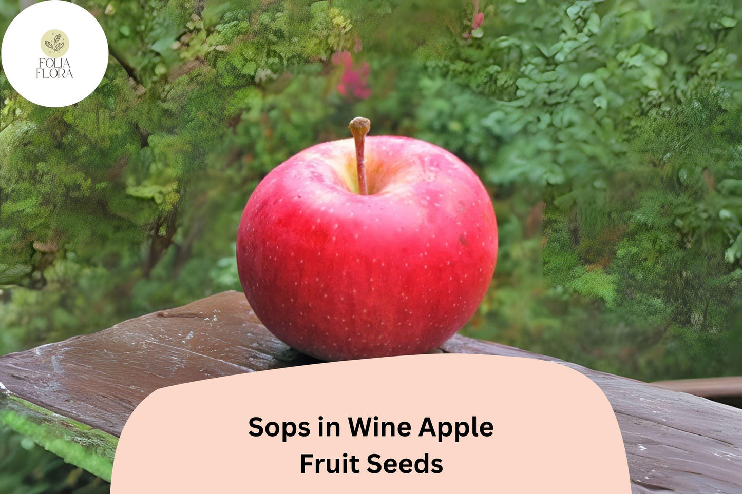 Sops in Wine Apple Seeds | 25+ Rare Heirloom Seeds | Red-Streaked Flesh | Malus domestica | Unique Flavor for Home Gardens