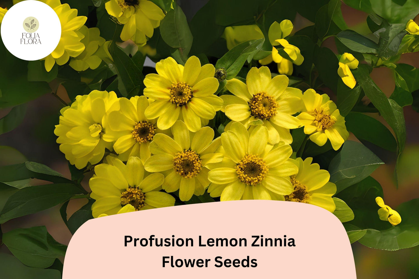 100+ Profusion Lemon Zinnia Seeds - Lemon Yellow Blooms - Zinnia hybrida - Easy to Grow Annual for Gardens, Borders & Containers