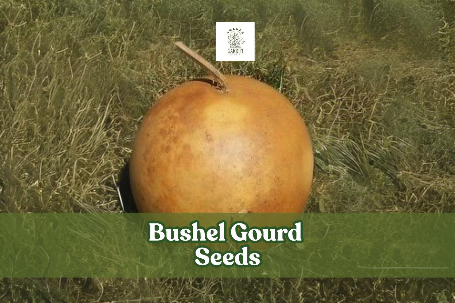 10 Bushel Gourd Seeds - Giant Round Ornamental Gourds for Crafts - Lagenaria siceraria - Easy to Grow, Perfect for Decoration
