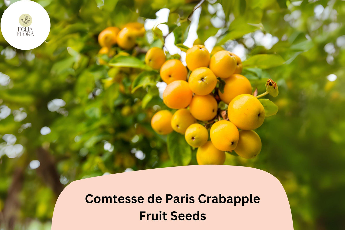 Comtesse de Paris Crabapple Seeds - 25+ Pink Blossom & Yellow Fruit Seeds (Malus ‘Comtesse de Paris’) for Ornamental Gardens