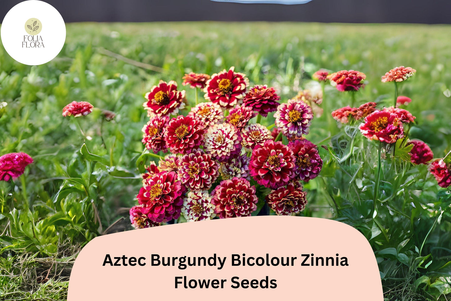 Aztec Burgundy Bicolor Zinnia Seeds - 100+ Non-GMO Zinnia haageana, Red & Yellow Garden Blooms, Pollinator-Friendly Annual