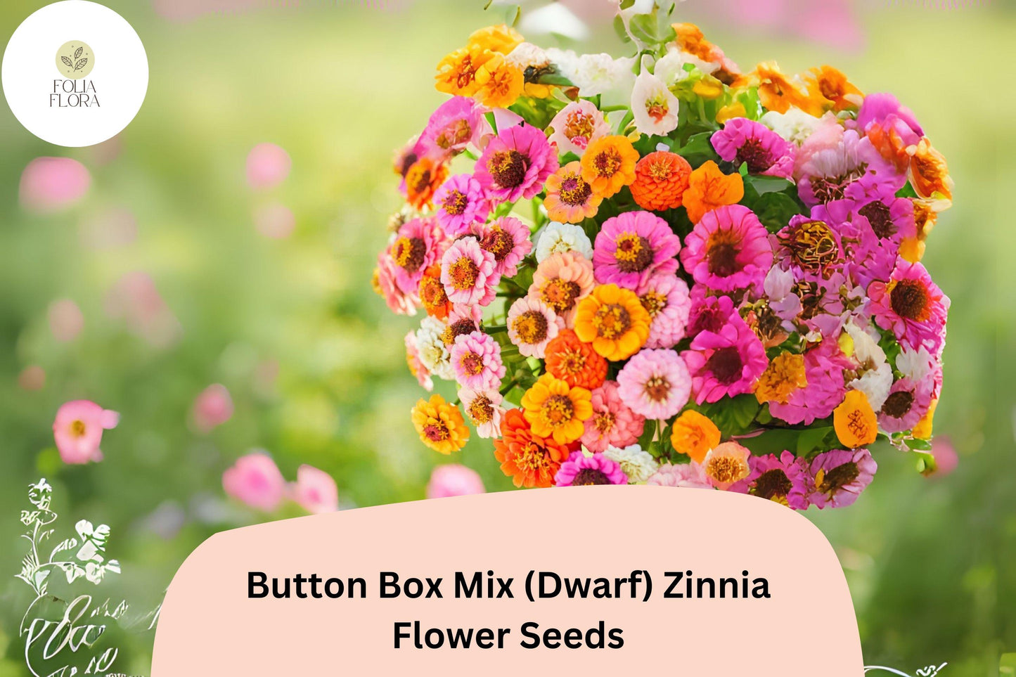 Zinnia Seeds 100+ Pack Button Box Mix Dwarf Variety Zinnia elegans Non-GMO Colorful Blooms for Borders Pots & Gardens