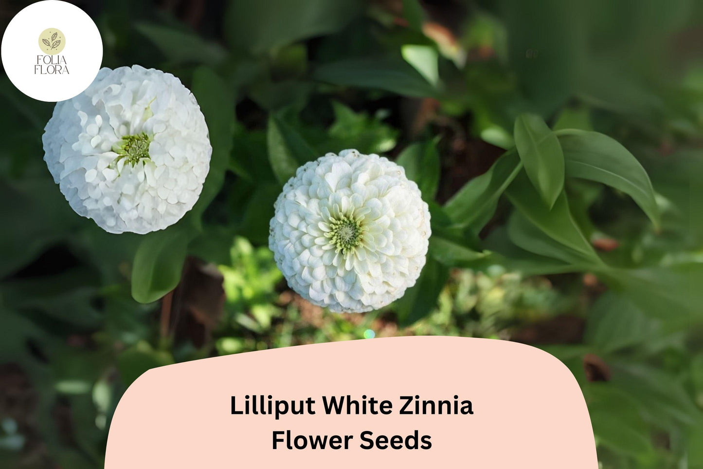 Lilliput White Zinnia Seeds - 100+ Non-GMO Mini Pompon Blooms (Zinnia elegans) for Borders & Summer Gardens