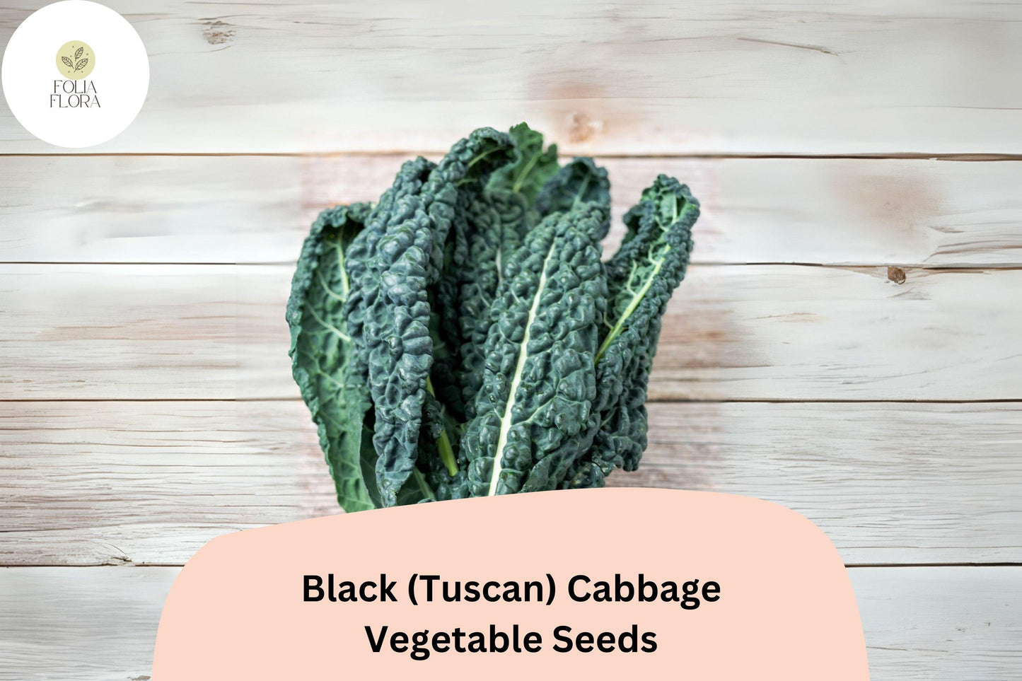 500+ Black Tuscan Cabbage Seeds | Lacinato Kale | Heirloom Leafy Green | Brassica oleracea var. palmifolia