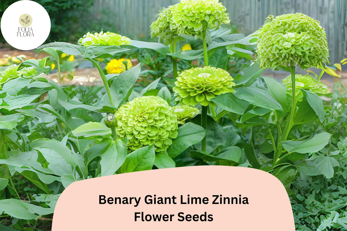 100+ Benary Giant Lime Zinnia Seeds - Zinnia elegans - Unique Lime Green Blooms for Summer Gardens & Cut Flowers