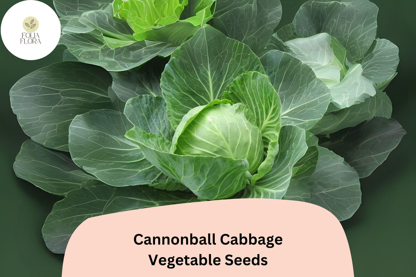 Cannonball Cabbage Seeds | 500+ Heirloom Round Head Seeds | Brassica oleracea var. capitata | Compact, Mild Flavor for Gardens