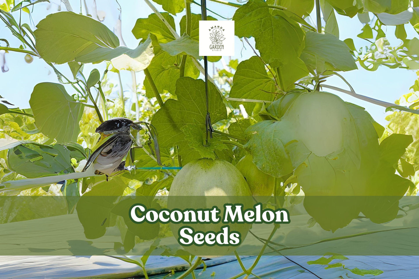 Coconut Melon Seeds - 10 Pack - Cucumis melo var. Lambkin - Sweet Exotic Melon for Home Gardens - Green-Gold Mottled Skin