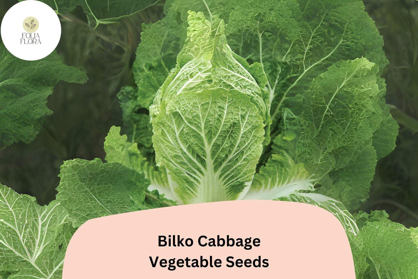 500+ Bilko Cabbage Seeds | Brassica rapa Pekinensis | Hybrid Napa Type | Bulk Garden Vegetable Seeds for Delicious Cooking