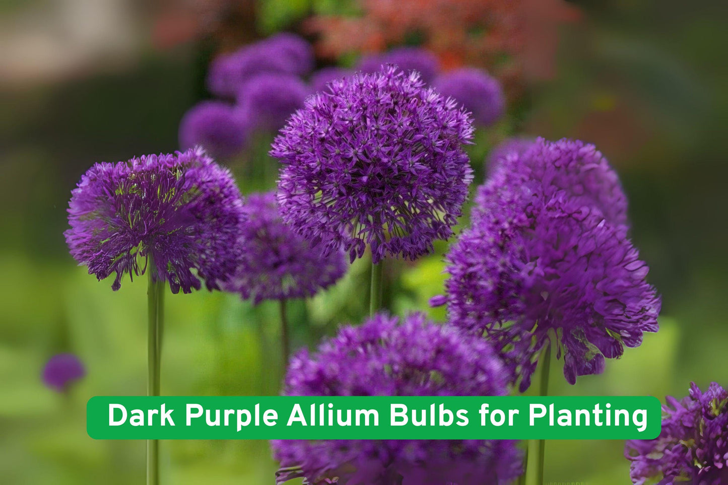 Dark Purple Allium Bulbs - Perennial Flowering Bulbs for Garden - Allium spp. - Easy to Grow, Hardy, Low-Maintenance Blooms