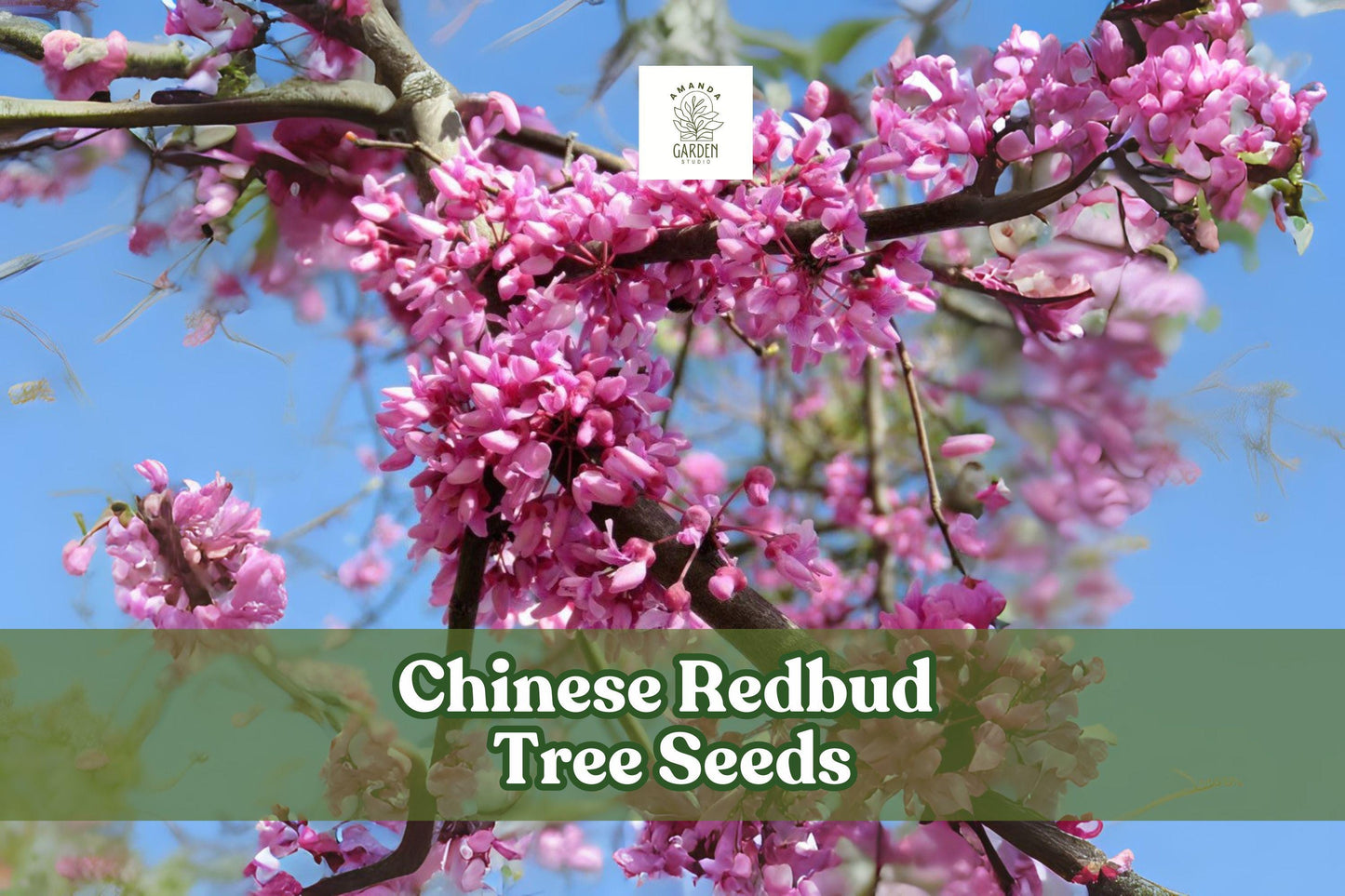 Chinese Redbud Tree Seeds - 40 Pink-Purple Blooms - Cercis chinensis - Easy to Grow for Gardens & Landscapes