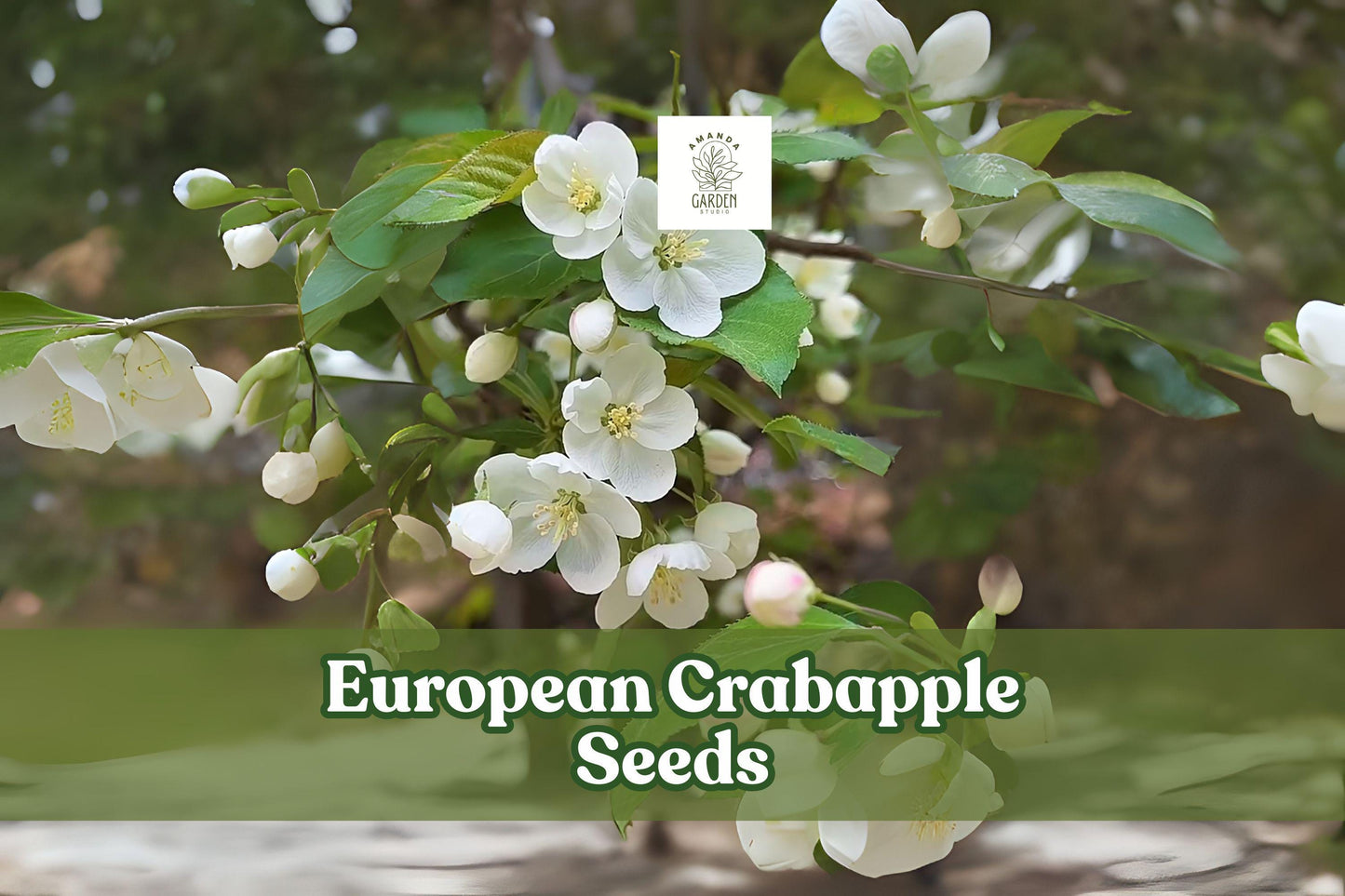 European Crabapple Seeds - 30 Fresh Malus sylvestris - Ornamental Tree with White-Pink Blooms - Wildlife Friendly