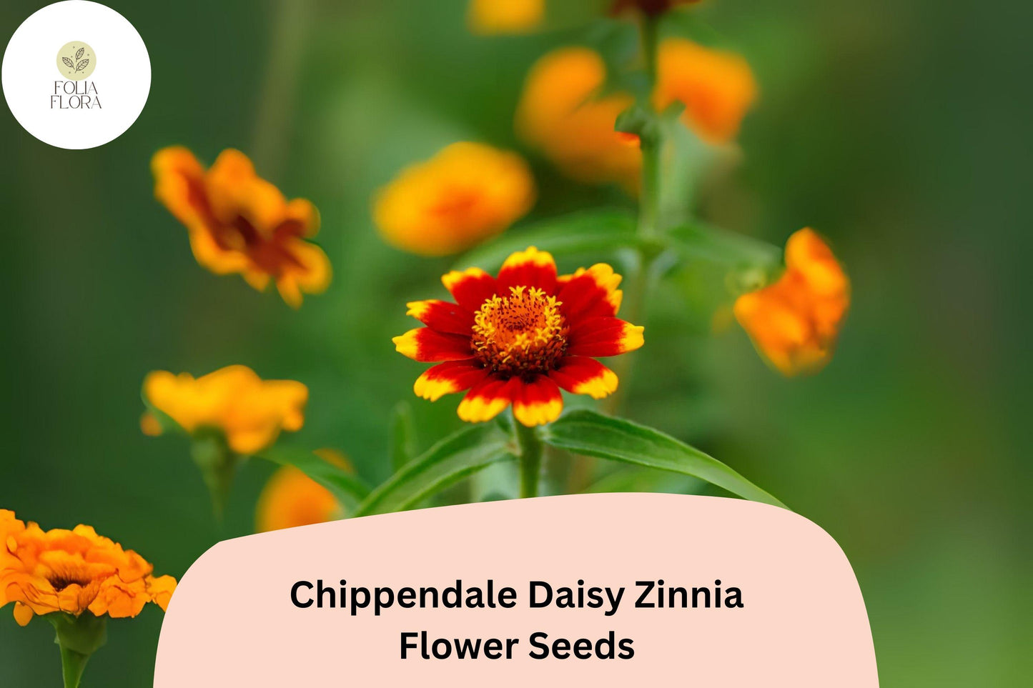 Chippendale Daisy Zinnia Seeds – 100+ Non-GMO Seeds for Vibrant Orange, Red, Yellow Blooms – Zinnia elegans