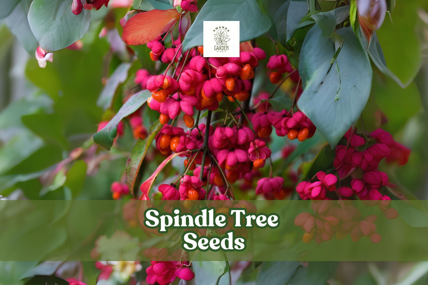Spindle Tree Seeds - 10 Pack - Euonymus latifolius - Rare Ornamental Shrub with Colorful Autumn Foliage