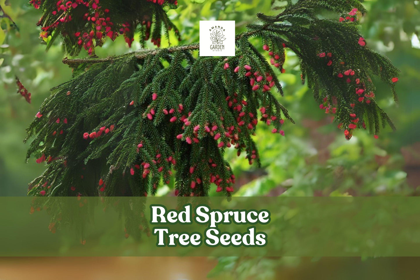 30 Red Spruce Tree Seeds | Picea rubens | Hardy Evergreen Conifer for Landscaping | Cold Hardy, Green Foliage