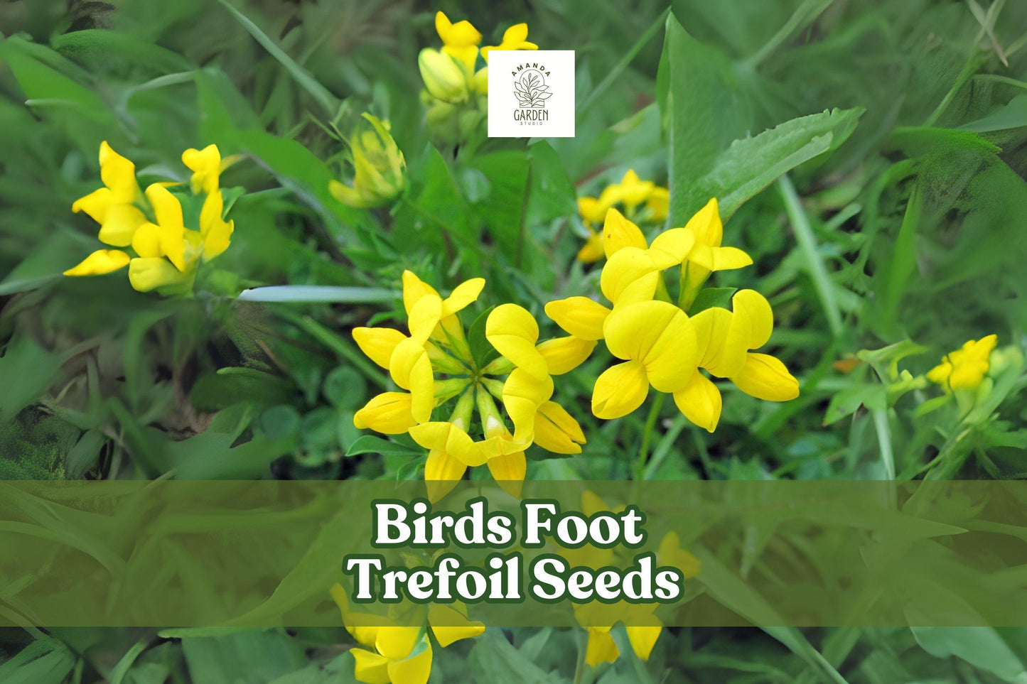 500 Birds Foot Trefoil Seeds - Yellow Wildflower Groundcover - Lotus corniculatus - Perennial Pollinator Plant