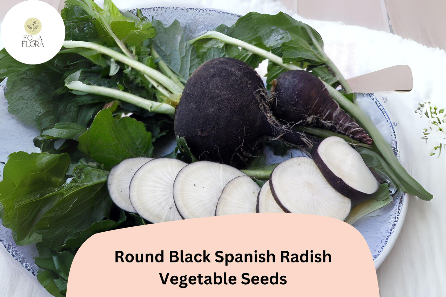 Round Black Spanish Radish Seeds 500+ Heirloom Non-GMO (Raphanus sativus var. niger) Winter Garden Planting