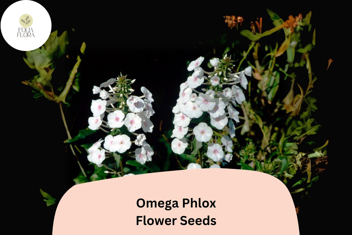 Omega Phlox Seeds - 100+ Premium Tall Perennial Flower Mix (Phlox paniculata) - Attracts Pollinators, Non-GMO