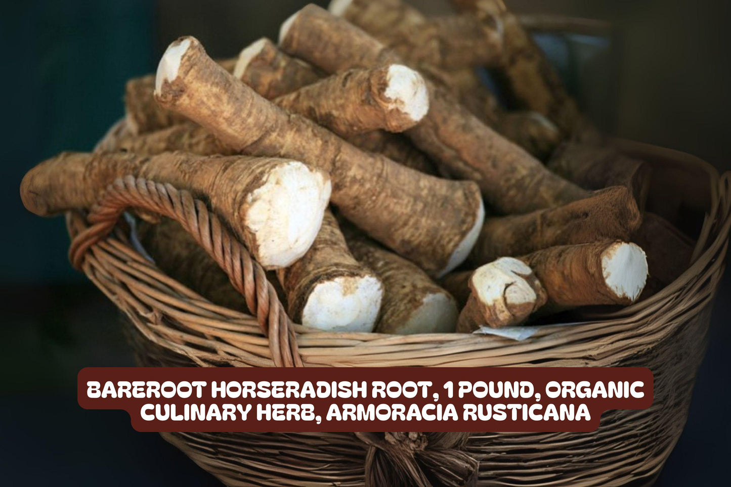 Bareroot Horseradish Root 1 Pound Organic Culinary Herb Armoracia rusticana Easy to Grow for Home Gardens