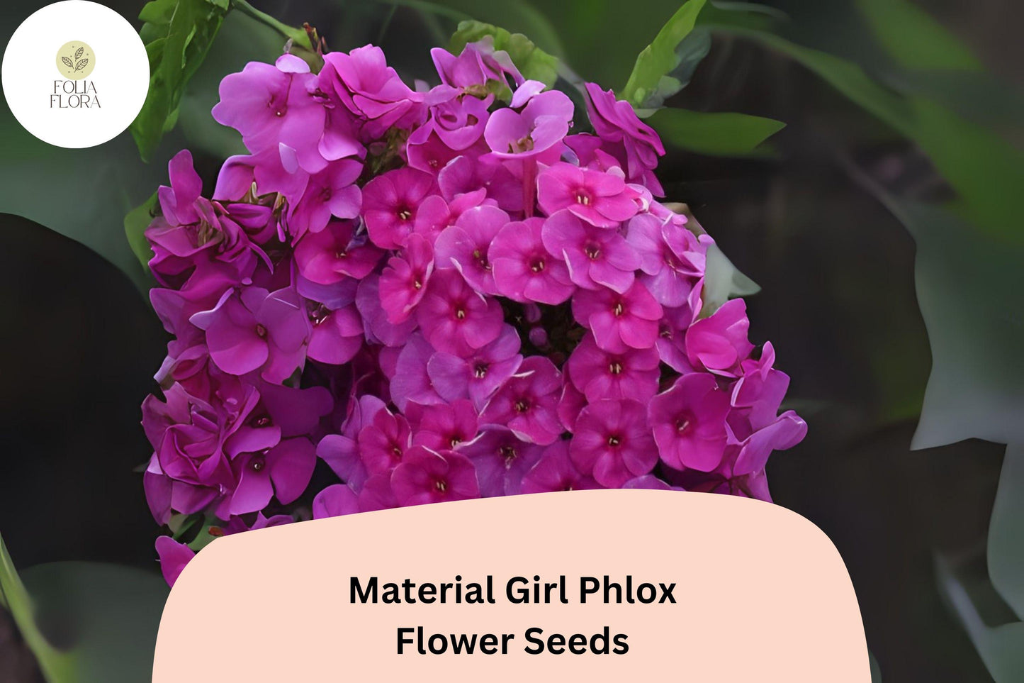 Material Girl Phlox Seeds – 100+ Non-GMO Vibrant Pink Perennial Flowers (Phlox paniculata hybrid) for Pollinator Gardens