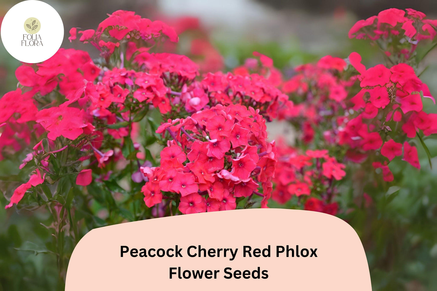 Peacock Cherry Red Phlox Seeds - 100+ Non-GMO Perennial Flower Seeds (Phlox paniculata) for Garden Borders & Pollinator Gardens