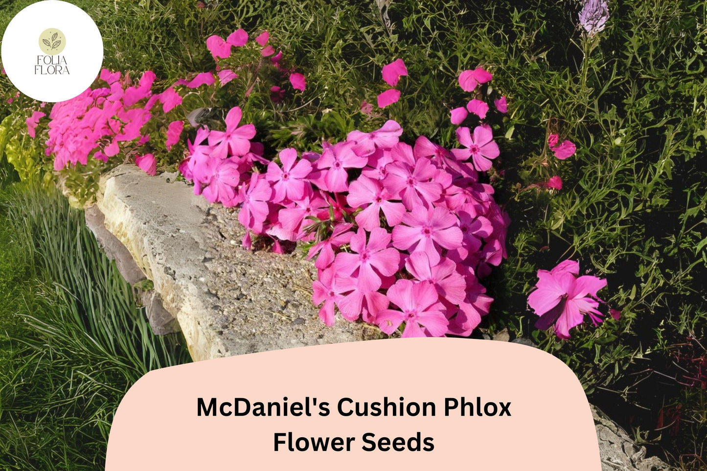 Creeping Groundcover Phlox Seeds - 100+ McDaniel's Cushion Pink Flowers, Phlox subulata, Perennial, Easy to Grow