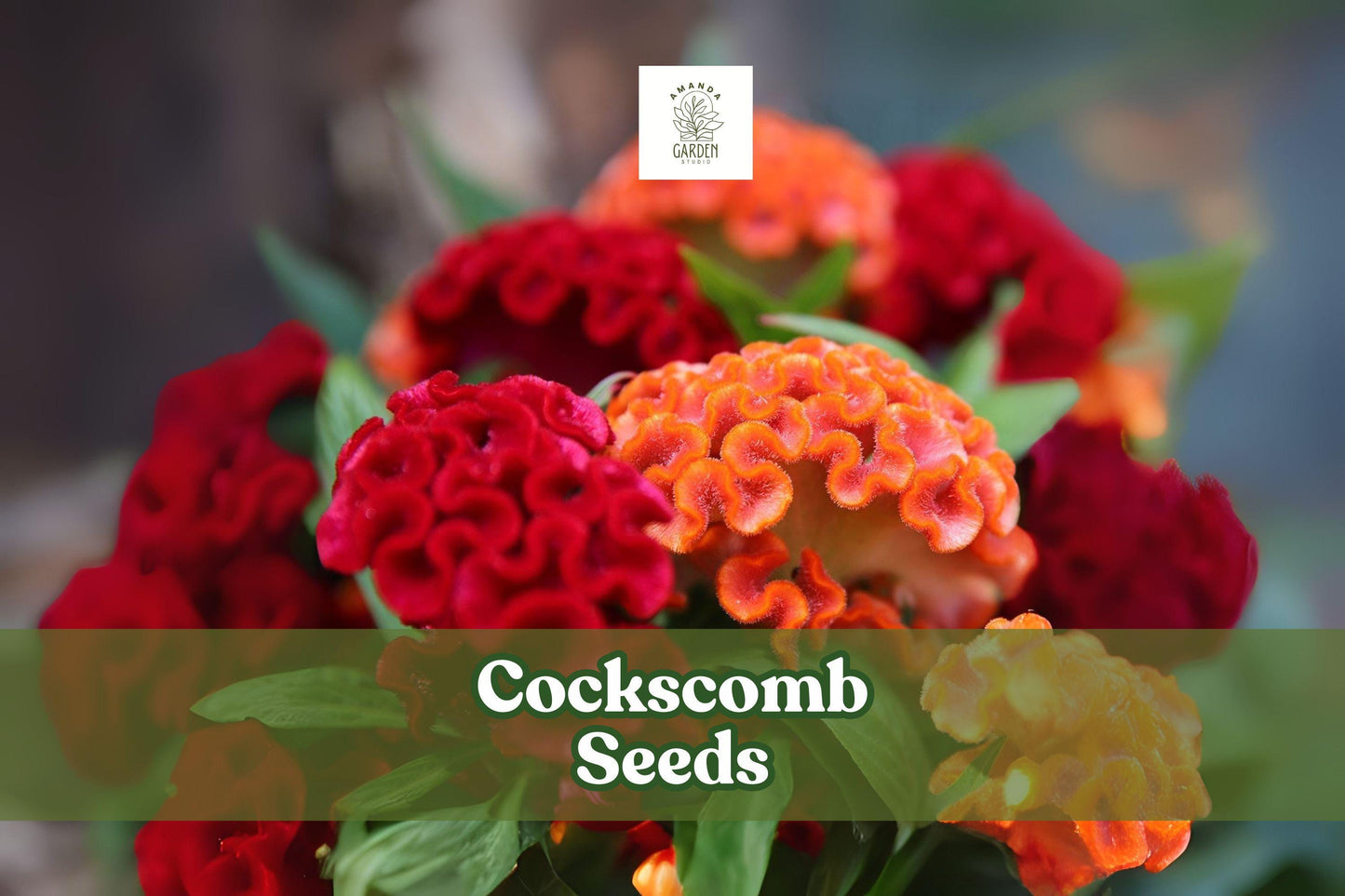 Cockscomb Seeds - 100 Count - Celosia cristata - Vibrant Coral-Like Blooms - Pollinator Friendly Garden Flowers