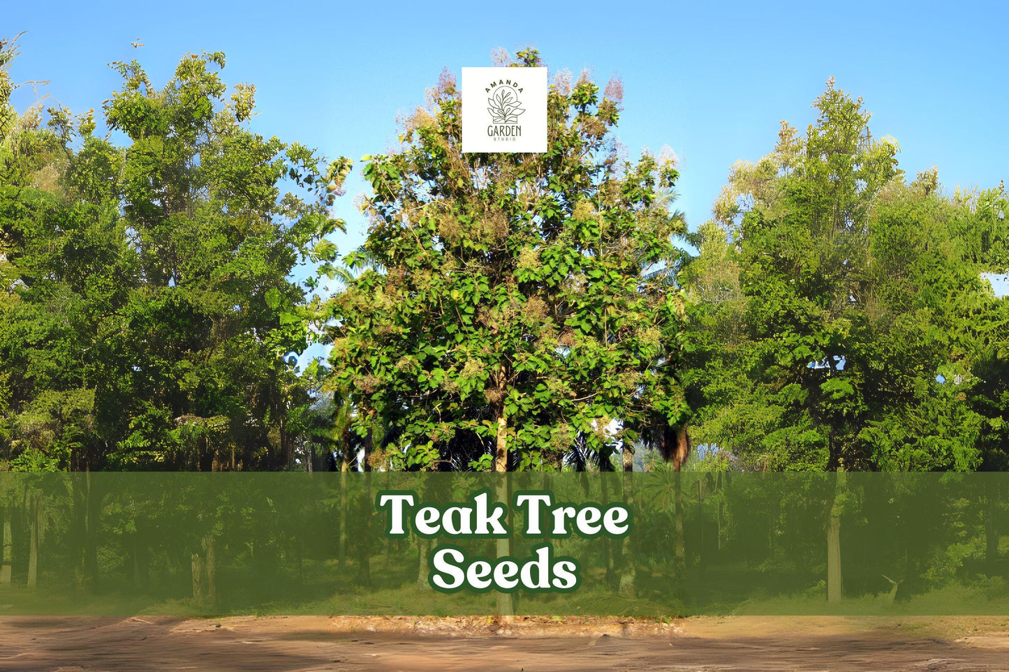 Teak Tree Seeds Set of 5 - Exotic Hardwood Tectona grandis - Fast-Growing Ornamental Tree for Tropical Gardens