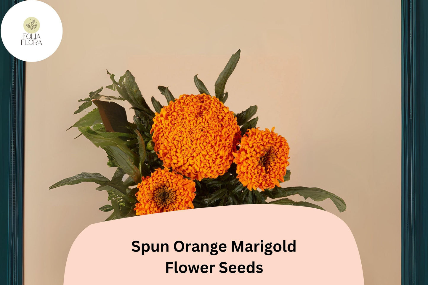 Spun Orange Marigold Seeds | 25+ Seeds | Tagetes Erecta | Ruffled Blooms | Easy to Grow Annual | Bright Orange Flowers