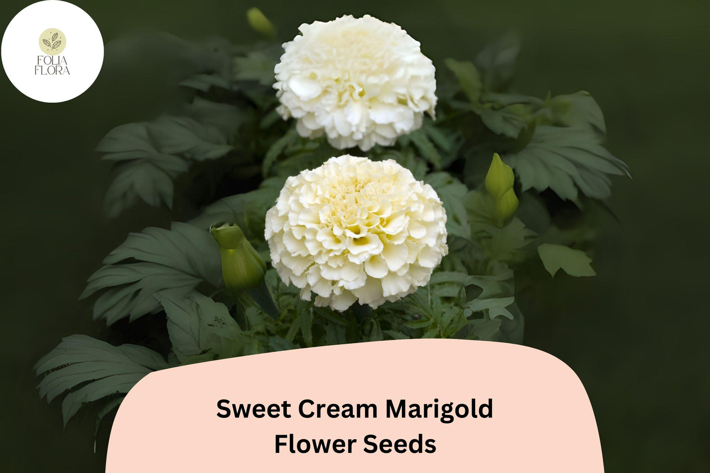 Sweet Cream Marigold Seeds | 25+ Seeds | Creamy White Blooms | Tagetes Erecta | Pollinator-Friendly Annual