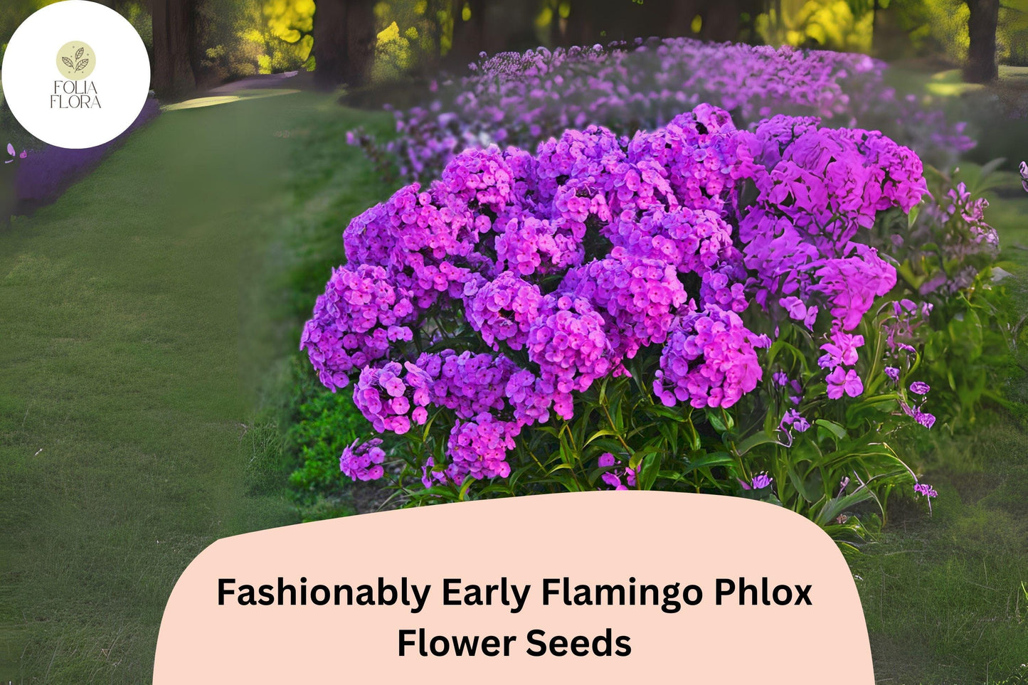 Phlox Seeds | 100+ Fashionably Early Flamingo | Purple Perennial Flower | Phlox Hybrid | Attracts Butterflies