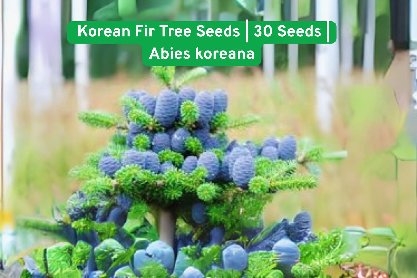 Korean Fir Tree Seeds | 30 Seeds | Blue Cones | Abies koreana | Evergreen Specimen for Landscapes & Gardens