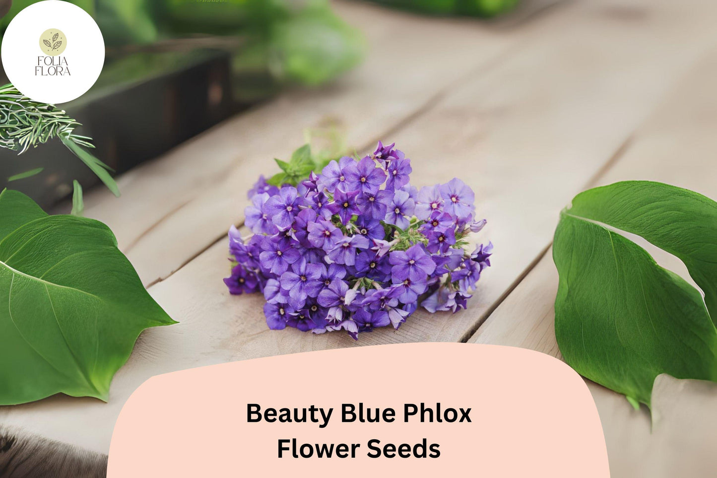 Beauty Blue Phlox Seeds - 100+ Non-GMO Perennial Flower Seeds, Sky-Blue Blooms, Phlox paniculata for Garden & Pollinators