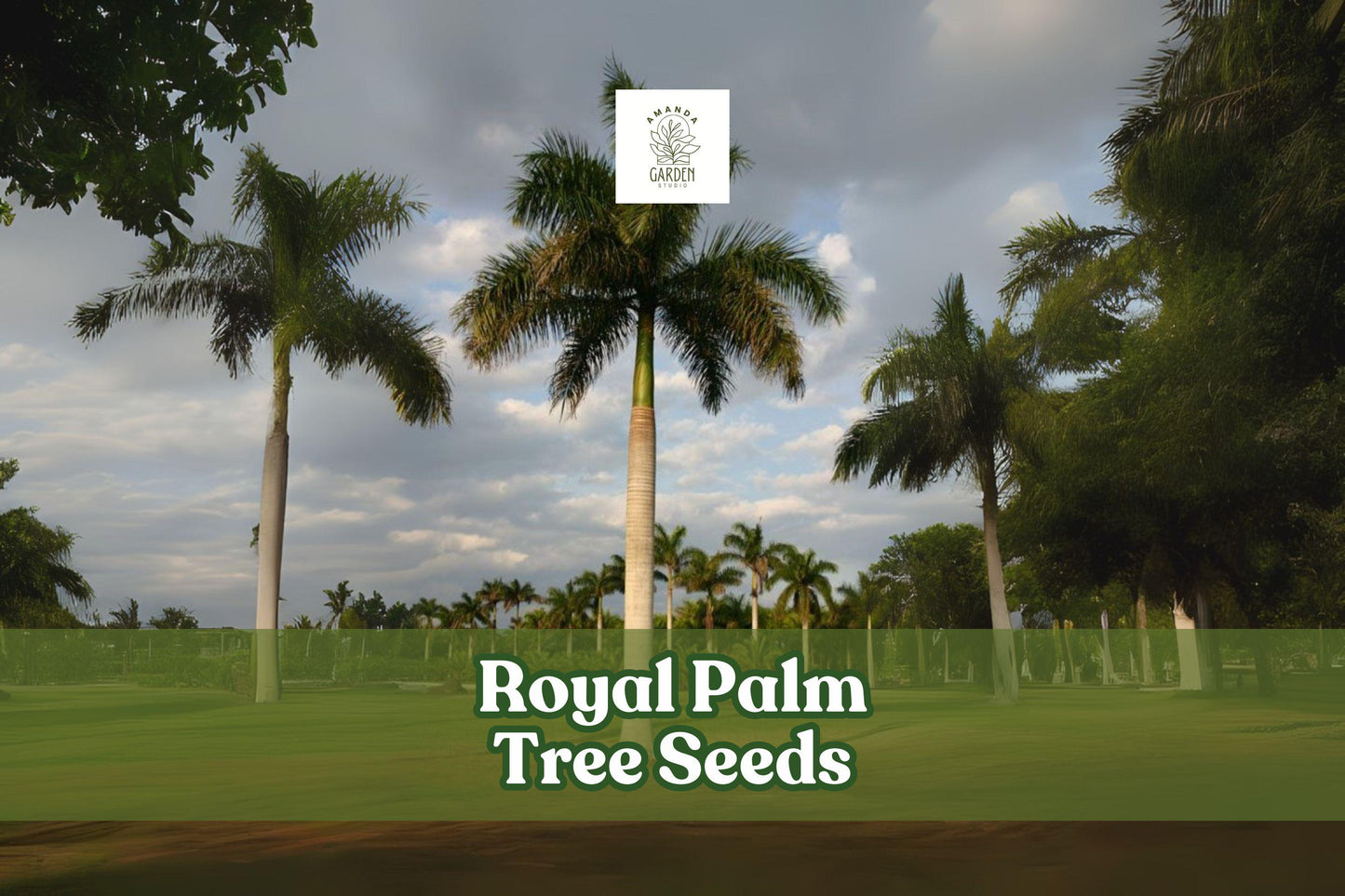 10 Royal Palm Tree Seeds - Roystonea regia - Tropical Landscaping - Non-GMO Fresh Seeds for Elegant Gardens and Patios