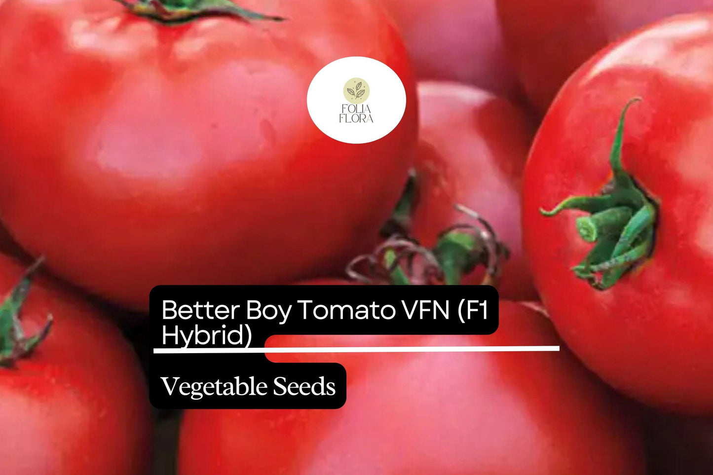 Better Boy Tomato Seeds | 50+ Hybrid Red Fruit Seeds | Solanum lycopersicum | Indeterminate Slicing Tomato Variety