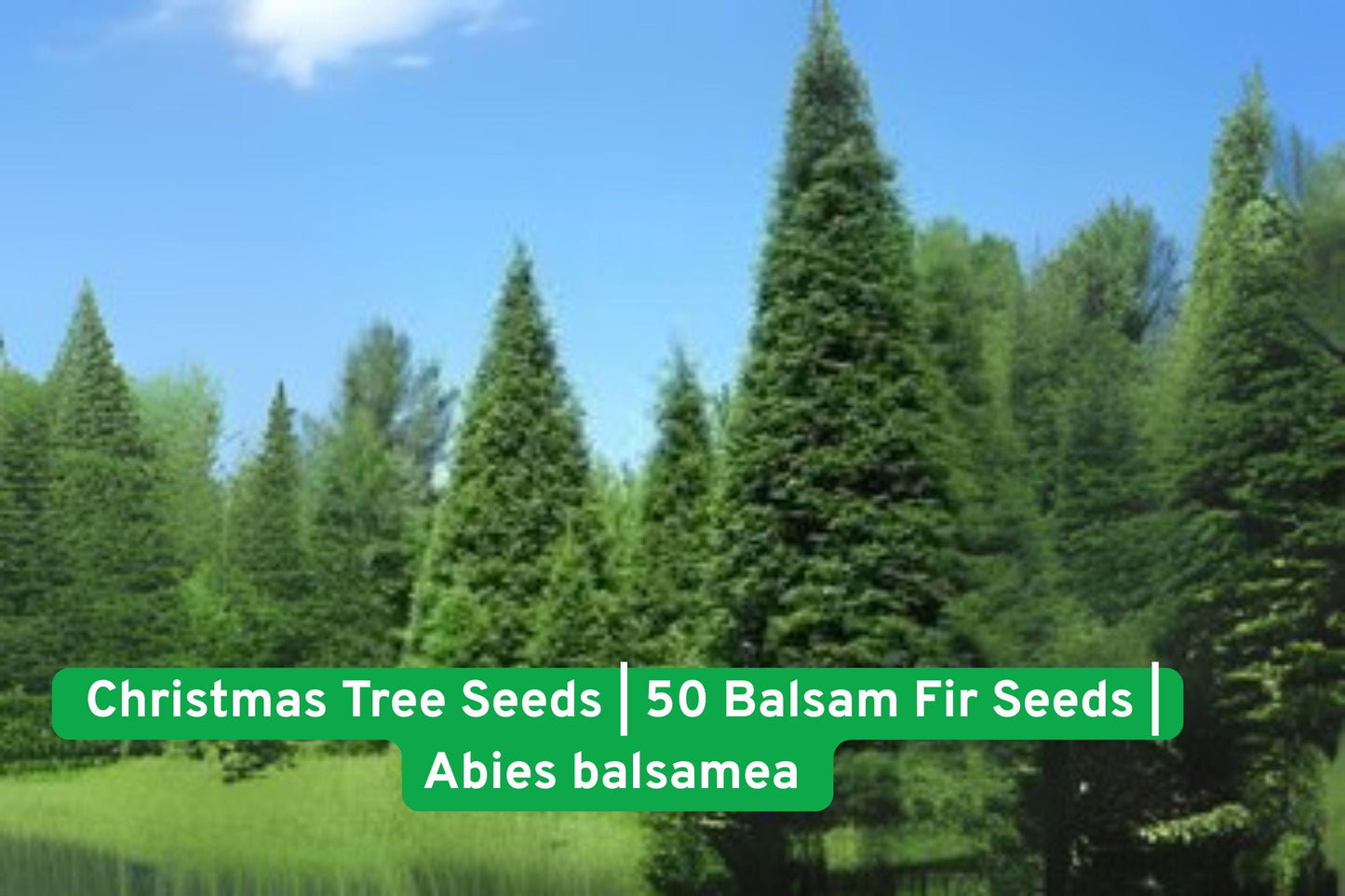 Balsam Fir Christmas Tree Seeds – 50 Fresh Abies balsamea Seeds – Fragrant Evergreen for Holiday Growing & Landscaping