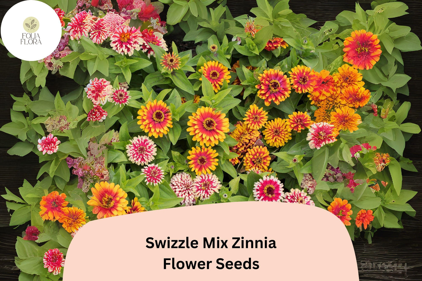 Zinnia Seeds - Swizzle Mix - Two-Toned Annual Flowers - Zinnia elegans - 100+ Seeds for Garden, Borders, and Cut Flowers