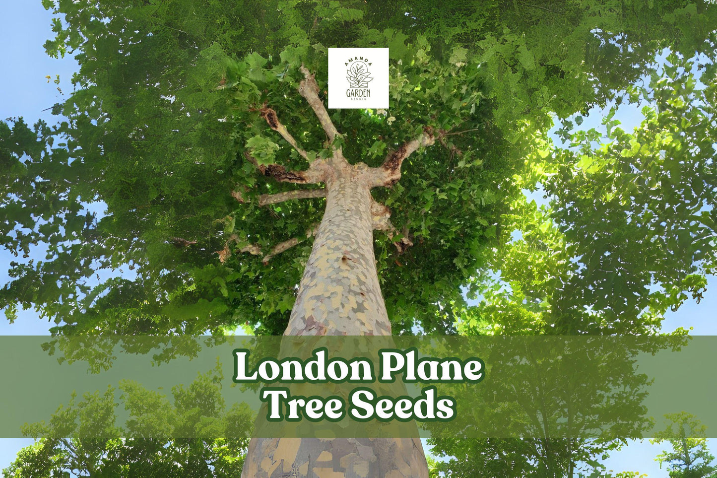 50 London Plane Tree Seeds - Platanus acerifolia - Hardy Shade Tree with Mottled Bark - Ideal for Landscaping and Gardens