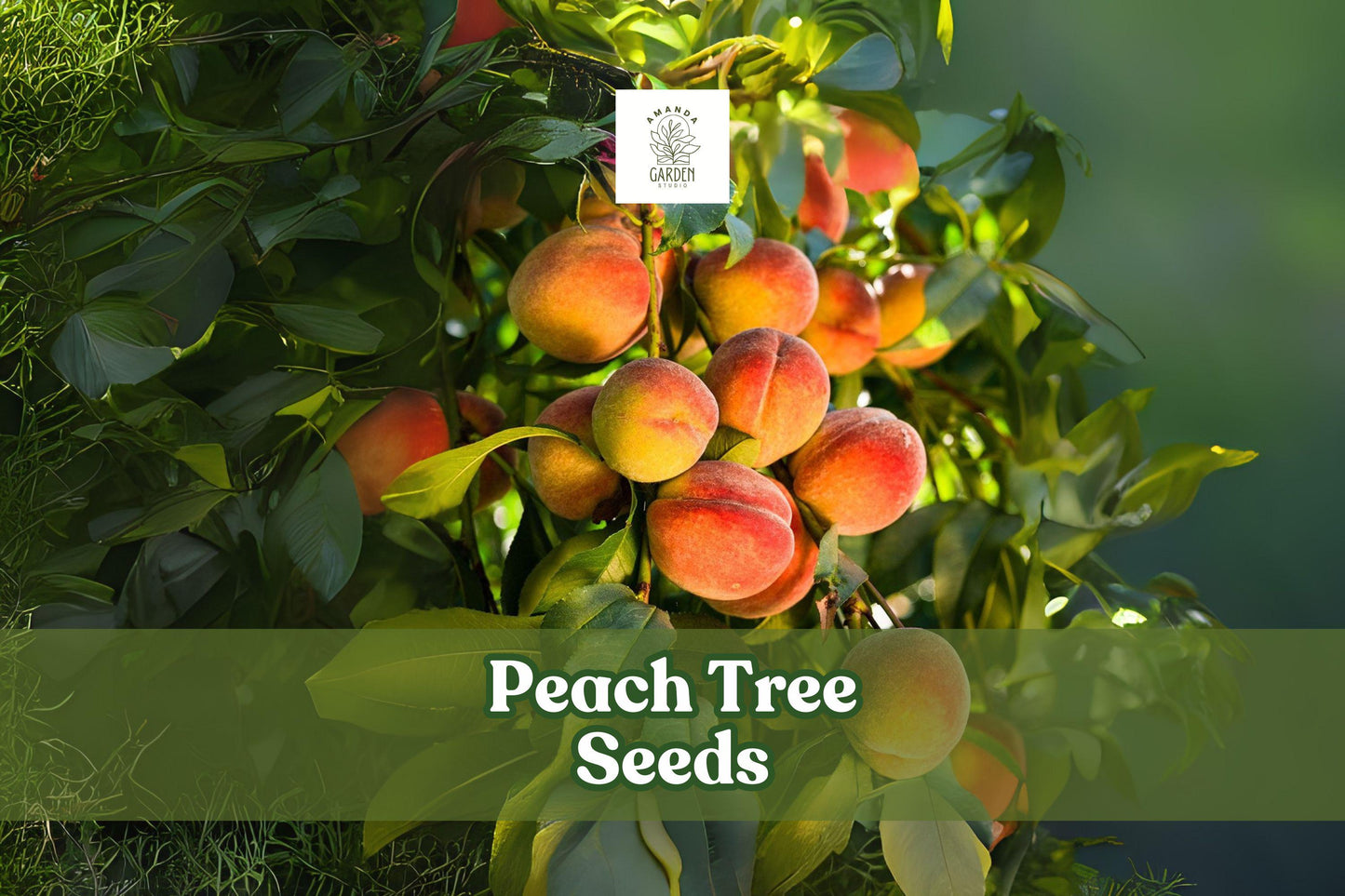 Peach Tree Seeds - 2 Pack - Prunus persica - Fruit Bearing or Bonsai - Pink Blossoms - Grow Your Own Fresh Peaches