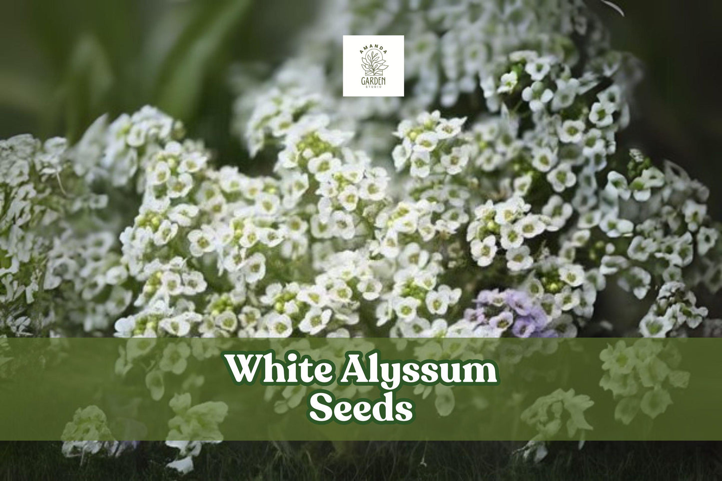 500 White Alyssum Seeds - Carpet of Snow Ground Cover, Fragrant Blooms, Lobularia maritima, Easy to Grow Annual