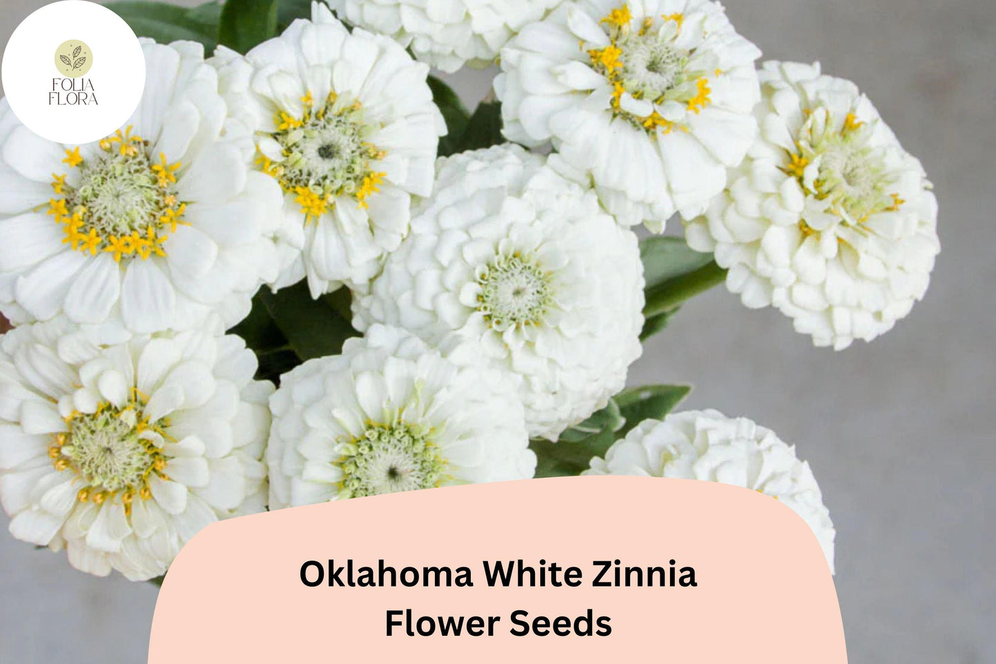 Oklahoma White Zinnia Seeds - 100+ Pure White Blooms, Zinnia elegans, Annual Cut Flower Garden Seeds for Full Sun