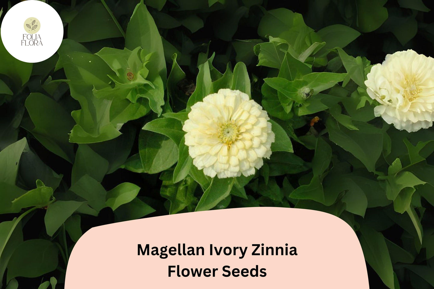 Magellan Ivory Zinnia Seeds - 100+ Creamy White Blooms (Zinnia elegans) for Cut Flower Gardens, Pollinator-Friendly Annuals