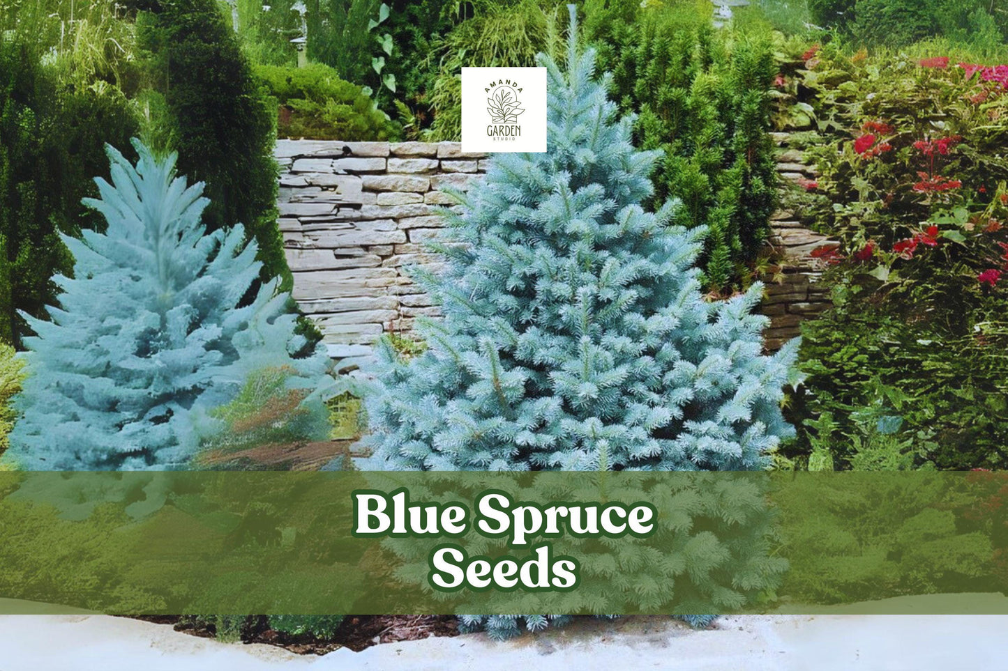 Colorado Blue Spruce Seeds - 30 Viable Seeds (Picea pungens glauca) - Hardy Evergreen Tree for Ornamental Gardening, Zones 2-7