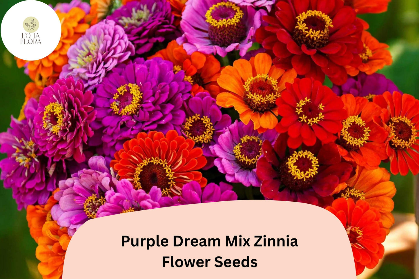 Purple Dream Zinnia Seeds - Violet Bloom Mix for Cut Flowers - Zinnia elegans - 100+ Seeds - Attracts Butterflies & Pollinators