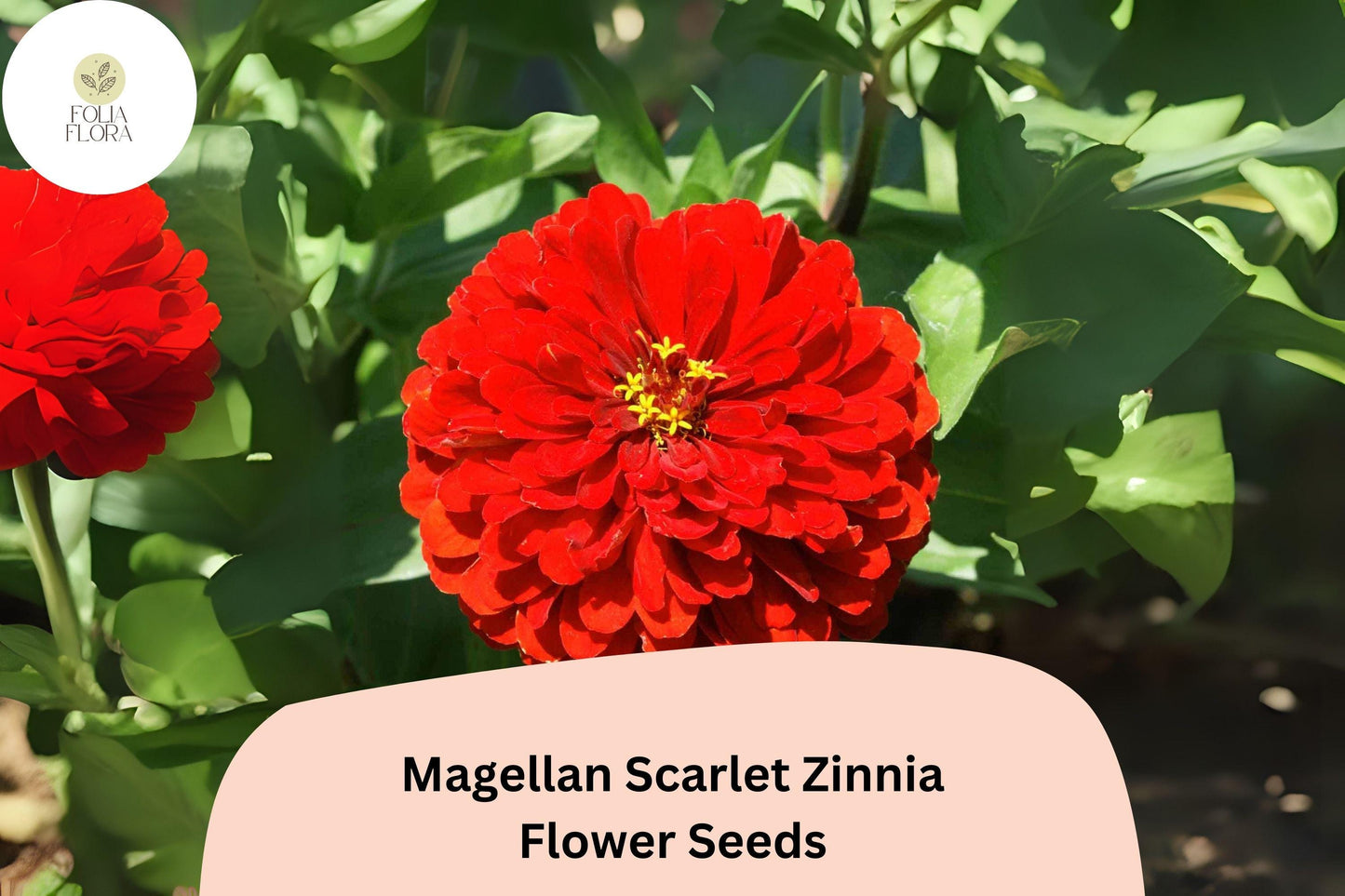 Zinnia Seeds - 100+ Magellan Scarlet Red Flowers - Zinnia elegans ‘Magellan Scarlet’ - Perfect for Cutting Gardens and Borders