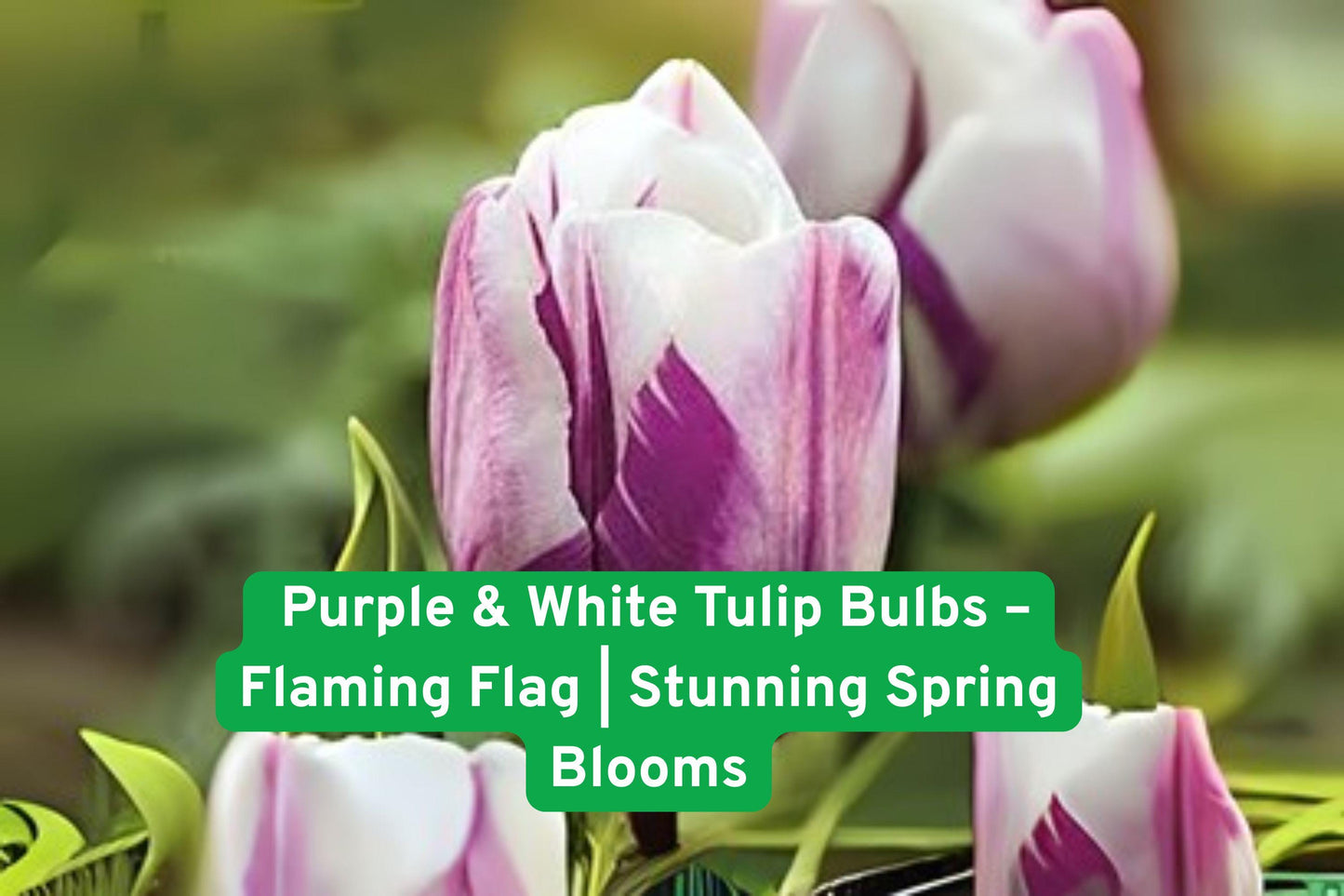 Flaming Flag Tulip Bulbs - Purple & White Spring Blooms - Tulipa (Flaming Flag) - Hardy in Zones 3-8 - Easy to Grow