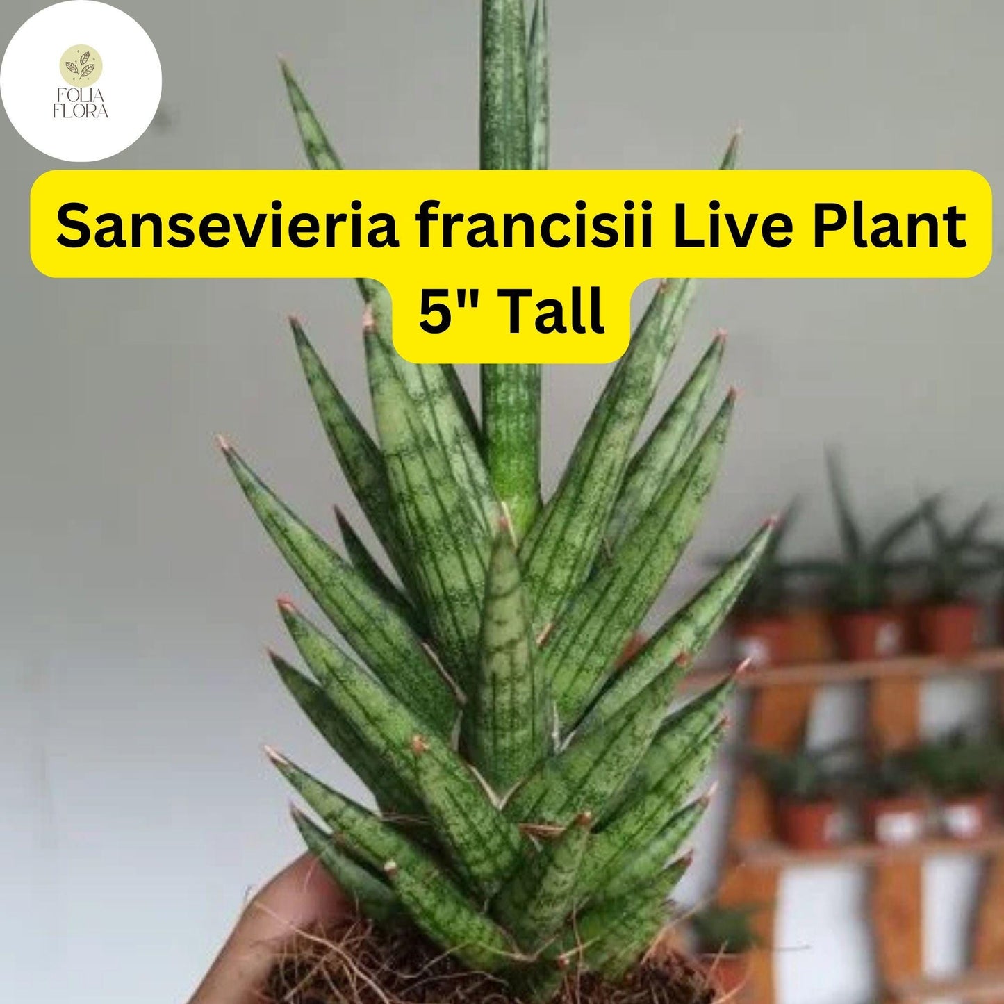 Sansevieria francisii - 5" Live Snake Plant - Drought-Tolerant Succulent - Air-Purifying Indoor Plant with Spiky Green Leaves